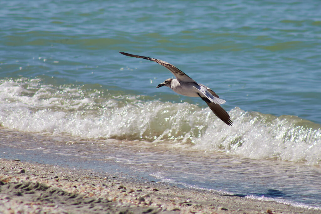 Summer beach scene at Sanibel